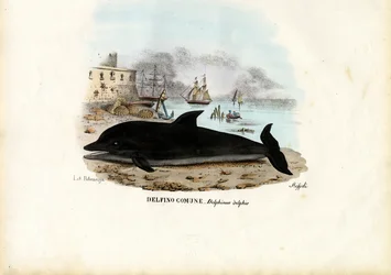 Gemeiner Delfin, 1863-79